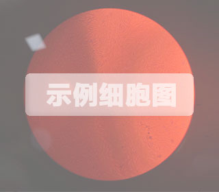 RBL-2H3